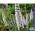 Veronica longifolia ‘First Lady’