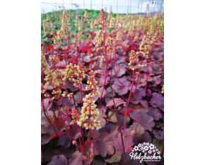 Heuchera Little Cutie ‘Blondie’