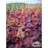 Heuchera Little Cutie ‘Blondie’