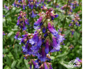 Penstemon campanulatus