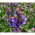 Penstemon campanulatus