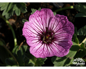 Geranium cinereum ‘Ballerina’