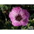 Geranium cinereum ‘Ballerina’