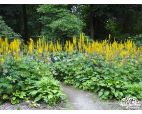 Ligularia przewalskii ‘The Rocket’