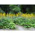 Ligularia przewalskii ‘The Rocket’