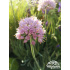Allium senescens ‘Blue Eddy’