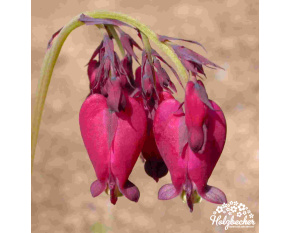 Dicentra formosa ‘Bacchanal’ P14x14