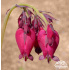 Dicentra formosa ‘Bacchanal’ P14x14