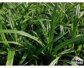 Carex pendula