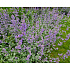Nepeta x faasenii ‘Six Hills Giant’