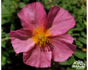 Helianthemum ‘Ben Hope’