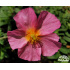 Helianthemum ‘Ben Hope’