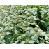 Pycnanthemum muticum