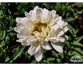 Leucanthemum × superbum ‘Victorian Secret’