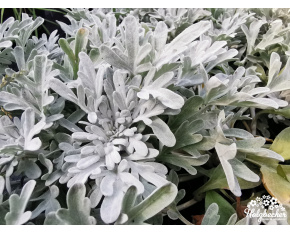 Artemisia stelleriana ‘Boughton Silver’