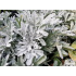 Artemisia stelleriana ‘Boughton Silver’