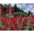 Penstemon ‘Rubicunda’