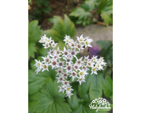 Aceriphyllum - syn. mukdenia rossii