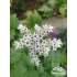 Aceriphyllum - syn. mukdenia rossii