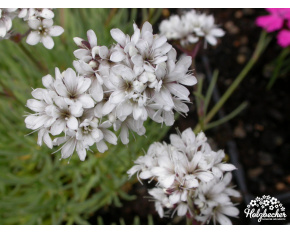 Gypsophila petraea
