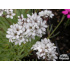 Gypsophila petraea