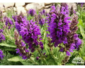 Salvia nemorosa ‘Marcus’