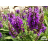 Salvia nemorosa ‘Marcus’