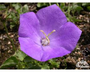 Campanula carpatica ‘Blue Clips’