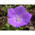 Campanula carpatica ‘Blue Clips’