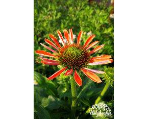 Echinacea ‘Julia’