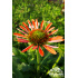 Echinacea ‘Julia’