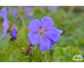 Geranium himalayense