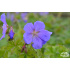 Geranium himalayense