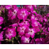 Phlox paniculata ‘Flame Violet Charm’