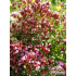 Origanum laevigatum ‘Herrenhausen’
