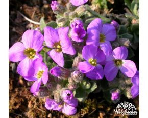 Aubrieta ‘Tauricola’