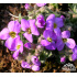 Aubrieta ‘Tauricola’
