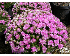 Armeria juniperifolia ‘Brno’