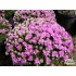 Armeria juniperifolia ‘Brno’