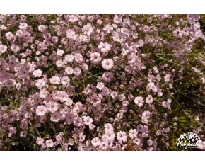 Gypsophila paniculata ‘Flamingo’