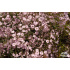 Gypsophila paniculata ‘Flamingo’