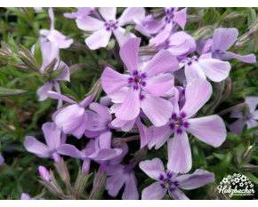 Phlox subulata ‘Benita’