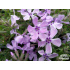 Phlox subulata ‘Benita’