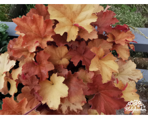 Heuchera ‘Caramel’