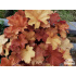Heuchera ‘Caramel’