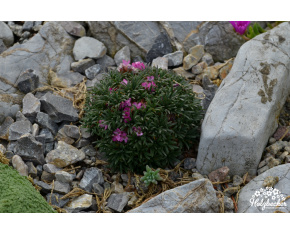 Armeria maritima ‘Little Penny’
