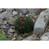 Armeria maritima ‘Little Penny’