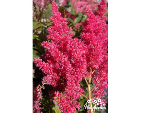 Astilbe japonica ‘Köln’
