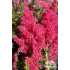 Astilbe japonica ‘Köln’