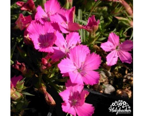 Dianthus haematocalyx